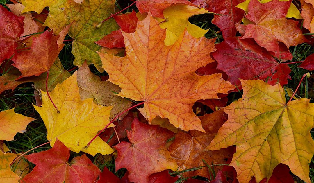 Τιμητικός περίπατος και φθινοπωρινή φωτογράφηση